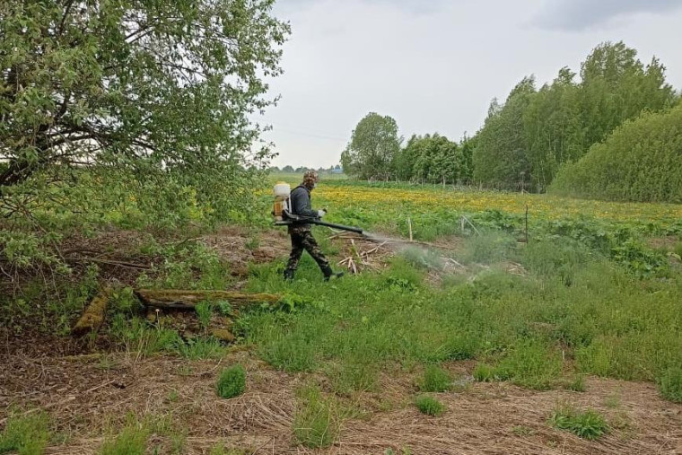 В Кинешемском районе в 2025 году планируется очистить от борщевика 127,9 га. В Кинешемском районе в 2025 году планируется очистить от борщевика 127,9 га.